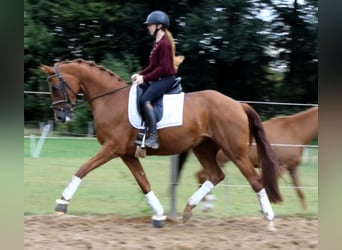 Hannover, Giumenta, 4 Anni, 169 cm, Sauro
