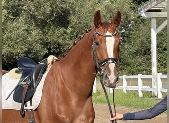 Hannover, Giumenta, 4 Anni, 169 cm, Sauro scuro