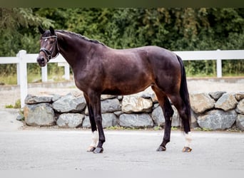 Hannover, Giumenta, 4 Anni, 170 cm, Baio