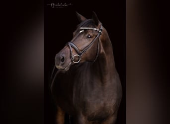 Hannover, Giumenta, 4 Anni, 170 cm, Baio