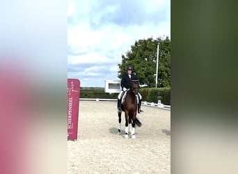 Hannover, Giumenta, 4 Anni, 170 cm, Baio