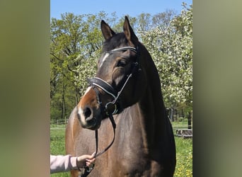 Hannover, Giumenta, 4 Anni, 170 cm, Baio