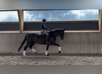 Hannover, Giumenta, 4 Anni, 170 cm, Baio