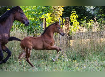 Hannover, Giumenta, 4 Anni, 170 cm, Baio