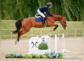 Hannover, Giumenta, 4 Anni, 170 cm, Baio