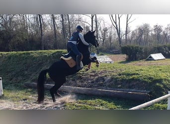 Hannover, Giumenta, 4 Anni, 170 cm, Baio nero