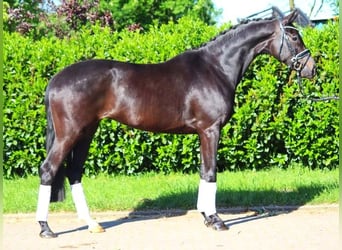 Hannover, Giumenta, 4 Anni, 170 cm, Baio nero