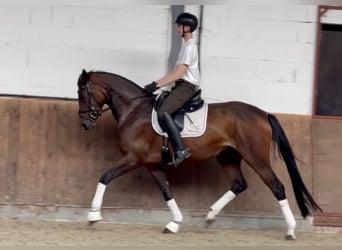 Hannover, Giumenta, 4 Anni, 170 cm, Baio scuro