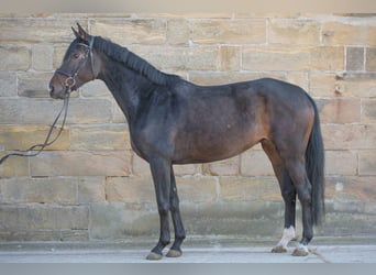 Hannover, Giumenta, 4 Anni, 170 cm, Baio scuro