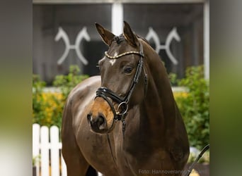 Hannover, Giumenta, 4 Anni, 170 cm, Baio scuro