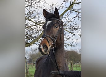 Hannover, Giumenta, 4 Anni, 170 cm, Baio scuro