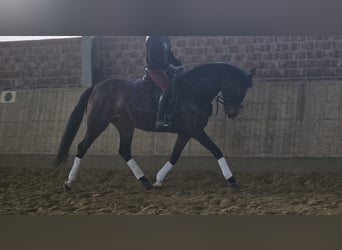 Hannover, Giumenta, 4 Anni, 170 cm, Baio scuro