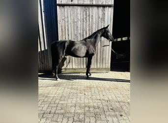 Hannover, Giumenta, 4 Anni, 170 cm, Morello