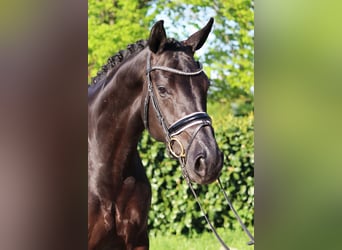 Hannover, Giumenta, 4 Anni, 170 cm, Morello