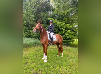 Hannover, Giumenta, 4 Anni, 170 cm, Sauro