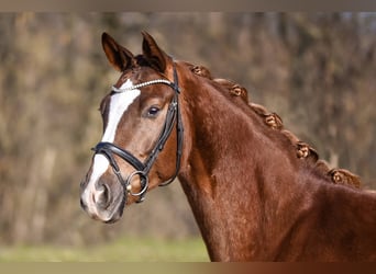 Hannover, Giumenta, 4 Anni, 170 cm, Sauro scuro