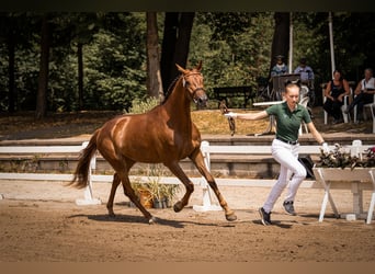Hannover, Giumenta, 4 Anni, 170 cm, Sauro scuro
