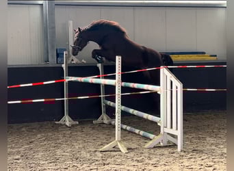 Hannover, Giumenta, 4 Anni, 170 cm, Sauro scuro