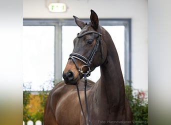 Hannover, Giumenta, 4 Anni, 171 cm, Baio nero