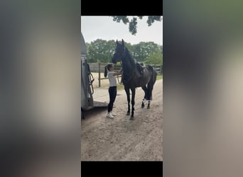 Hannover, Giumenta, 4 Anni, 171 cm, Baio nero