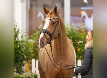 Hannover, Giumenta, 4 Anni, 171 cm, Sauro