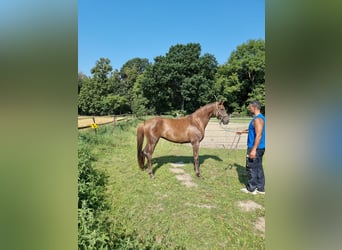 Hannover, Giumenta, 4 Anni, 171 cm, Sauro scuro