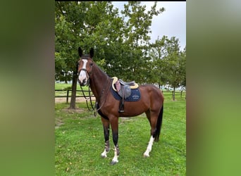 Hannover, Giumenta, 4 Anni, 172 cm, Baio