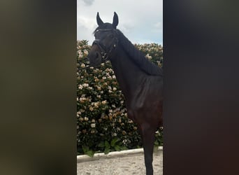 Hannover, Giumenta, 4 Anni, 172 cm, Baio nero
