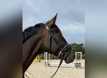 Hannover, Giumenta, 4 Anni, 172 cm, Baio scuro