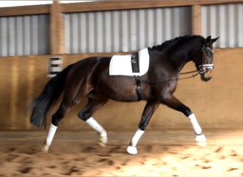 Hannover, Giumenta, 4 Anni, 172 cm