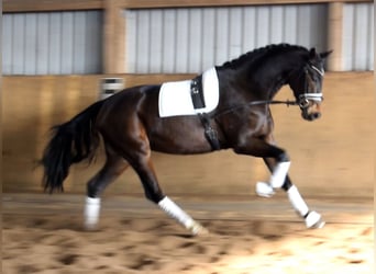 Hannover, Giumenta, 4 Anni, 172 cm