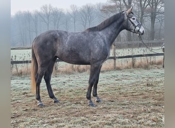 Hannover, Giumenta, 4 Anni, 172 cm, Grigio