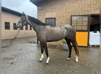 Hannover, Giumenta, 4 Anni, 172 cm, Grigio