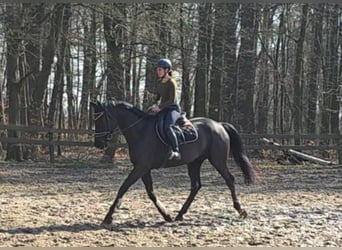 Hannover, Giumenta, 4 Anni, 172 cm, Morello