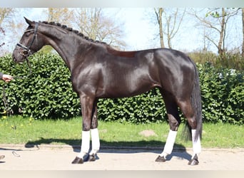 Hannover, Giumenta, 4 Anni, 172 cm, Morello