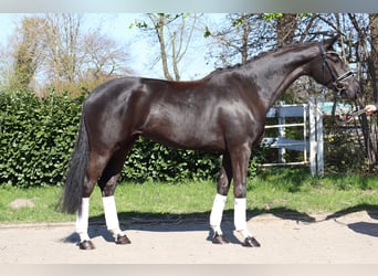 Hannover, Giumenta, 4 Anni, 172 cm, Morello