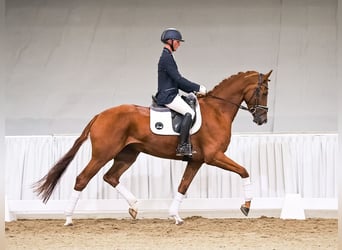 Hannover, Giumenta, 4 Anni, 172 cm, Sauro scuro