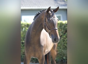 Hannover, Giumenta, 4 Anni, 173 cm, Baio