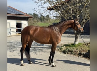 Hannover, Giumenta, 4 Anni, 174 cm, Baio
