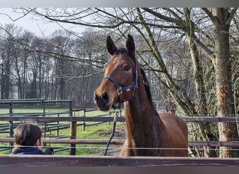 Hannover, Giumenta, 4 Anni, 174 cm, Baio