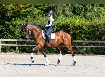 Hannover, Giumenta, 4 Anni, 174 cm, Baio ciliegia