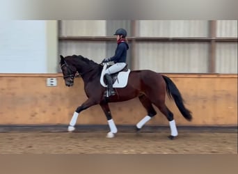 Hannover, Giumenta, 4 Anni, 174 cm, Baio scuro