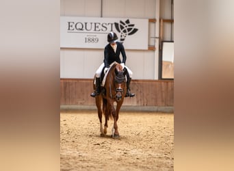 Hannover, Giumenta, 4 Anni, 174 cm, Sauro