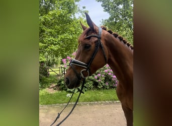 Hannover, Giumenta, 4 Anni, 174 cm, Sauro