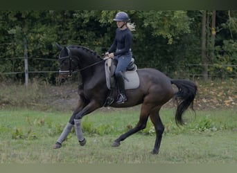 Hannover, Giumenta, 4 Anni, 175 cm, Baio scuro