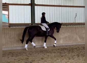 Hannover, Giumenta, 4 Anni, 175 cm, Morello
