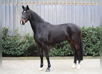 Hannover, Giumenta, 4 Anni, 178 cm, Baio nero