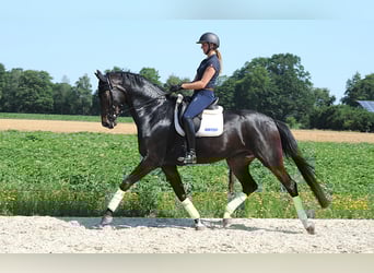 Hannover, Giumenta, 4 Anni, 178 cm, Baio nero