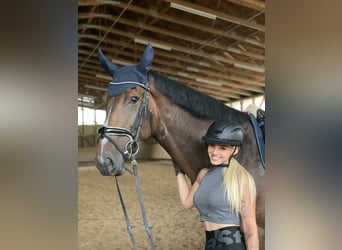Hannover, Giumenta, 4 Anni, 180 cm, Baio