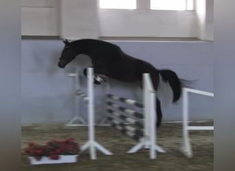 Hannover, Giumenta, 4 Anni, 180 cm, Baio